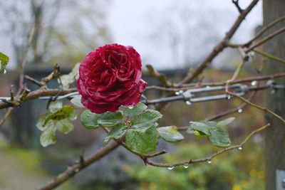 Close-up of red rose on plant