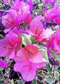 Close-up of pink flowers blooming outdoors