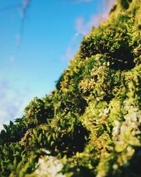 Low angle view of trees against blue sky
