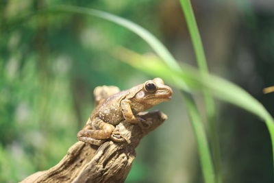 Close-up of a lizard on tree