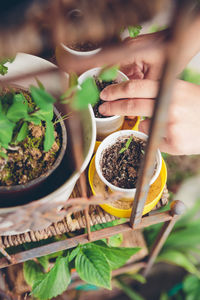 Cropped hands planting plants