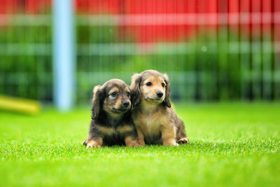 Portrait of dog on grass