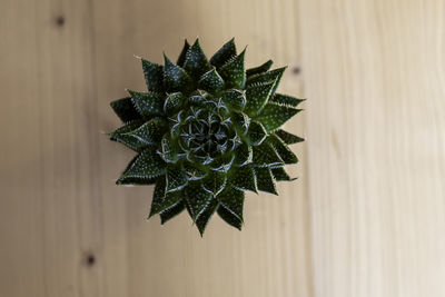 Directly above shot of succulent plant on table