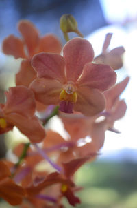 Close-up of flowers blooming against sky