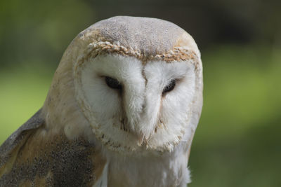 Close-up of an owl