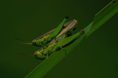 Close-up of insect