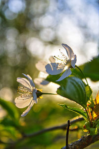 Close-up of white flowering plant