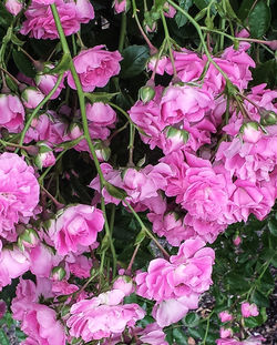 Close-up of pink flowers