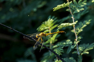 Close-up of dragonfly resting  on plant at the local nature reserve