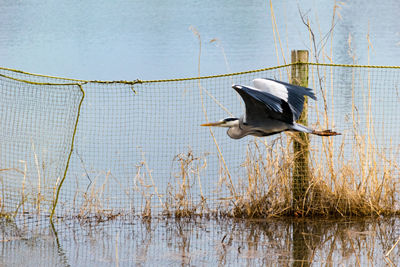 Close-up of bird perching on lake