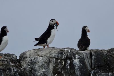 Puffins on farne islands.