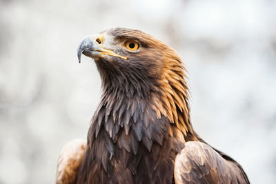 Close-up of eagle against blurred background