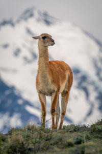 Close-up of a deer