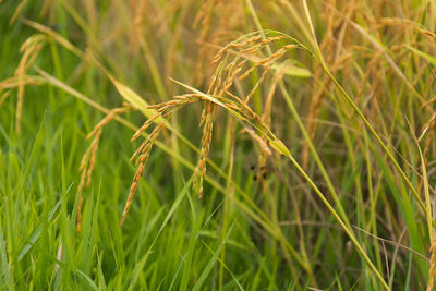 Close-up of crops on field