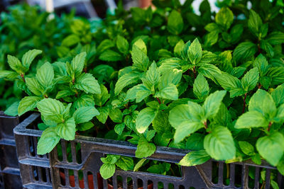 Green seedlings in pot for sale at farmer market.