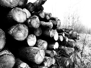 Stack of logs