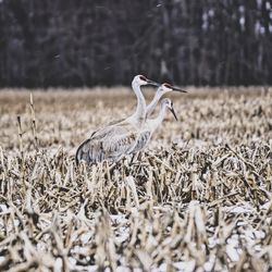 Bird on field