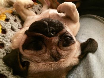 Close-up of dog relaxing at home