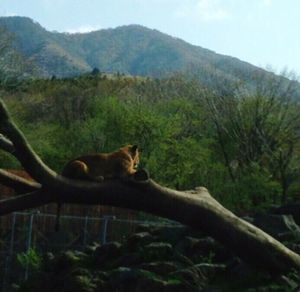 Cat lying on mountain