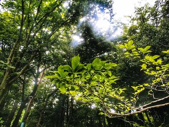 Low angle view of trees