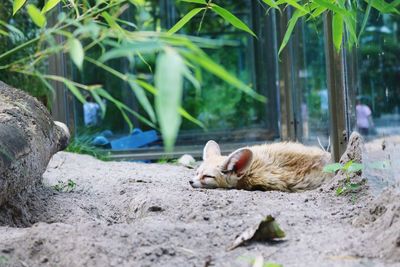 View of a cat relaxing on land