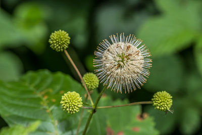 Close-up of flowering plant