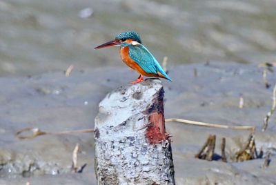 Close-up of bird perching on wooden post