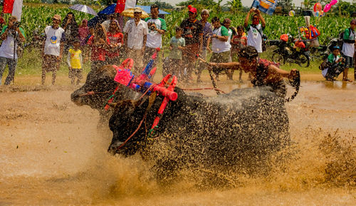 Man riding bulls during race