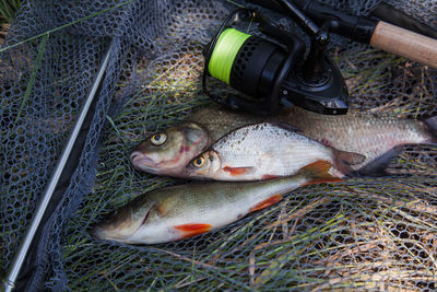 High angle view of fish for sale