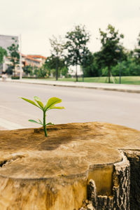 Close-up of plant against tree trunk