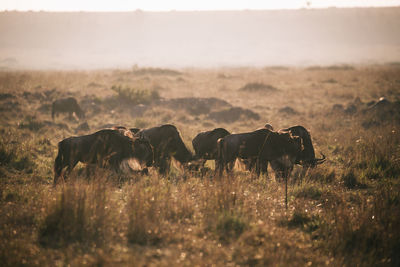 Mammals on field against sky during sunset