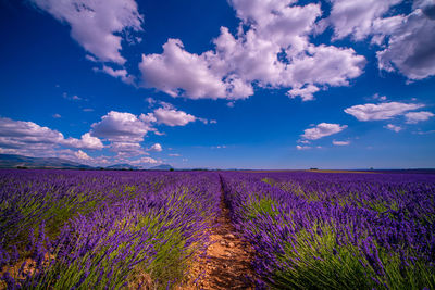 Purple flowering plants on field against sky