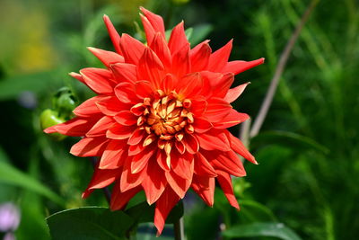 Close-up of red dahlia