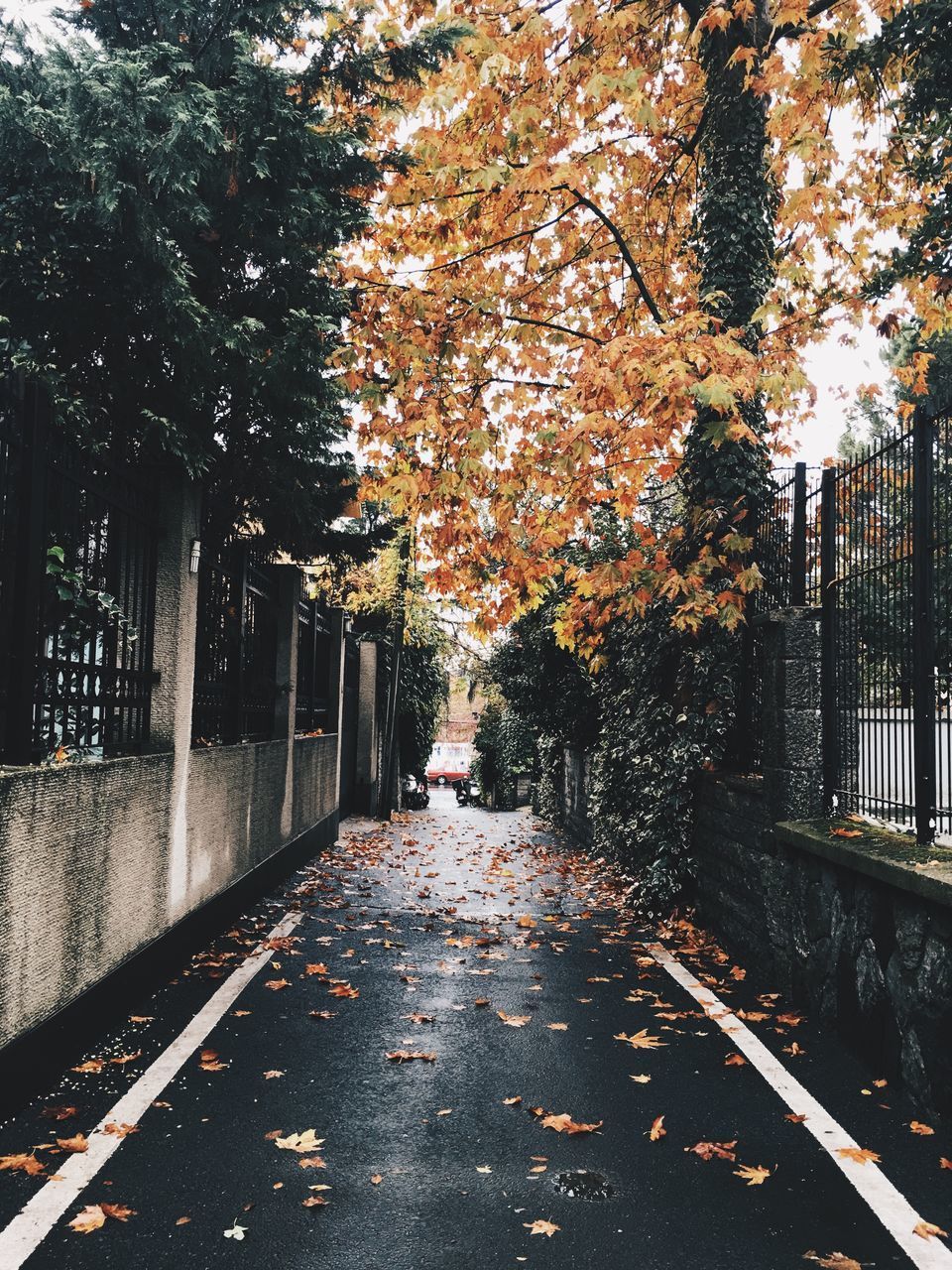 SUNLIGHT FALLING ON AUTUMN LEAVES