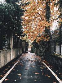 Sunlight falling on footpath amidst trees during autumn