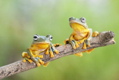 Close-up of a lizard on branch