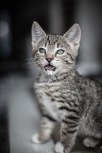 Portrait of tabby cat