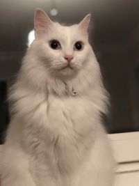 Close-up portrait of white cat at home