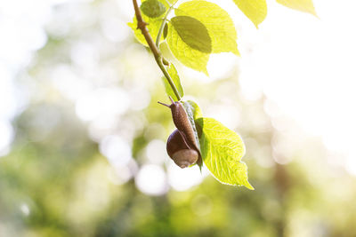 Close-up of green leaves on branch