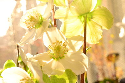 Close-up of white flowers