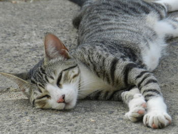 Close-up of a cat sleeping