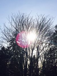 Low angle view of trees against sky during sunset