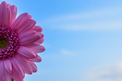 Close-up of pink flower against sky