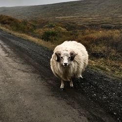 Icelandic sheep standing on field