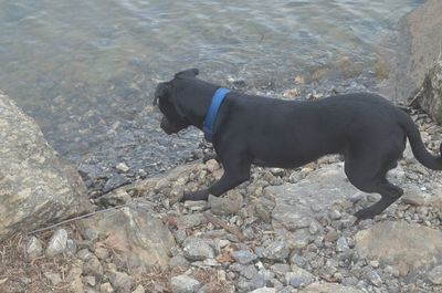 Dog standing on beach