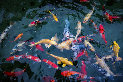 Koi carps swimming in the pond