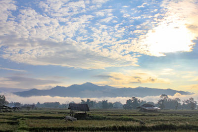Scenic view of agricultural field against sky