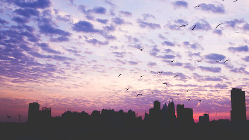 Silhouette birds flying over buildings in city