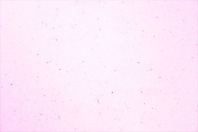 Full frame shot of pink petals against blue background