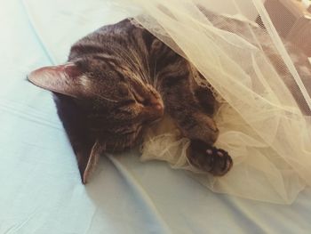 High angle view of cat sleeping on bed